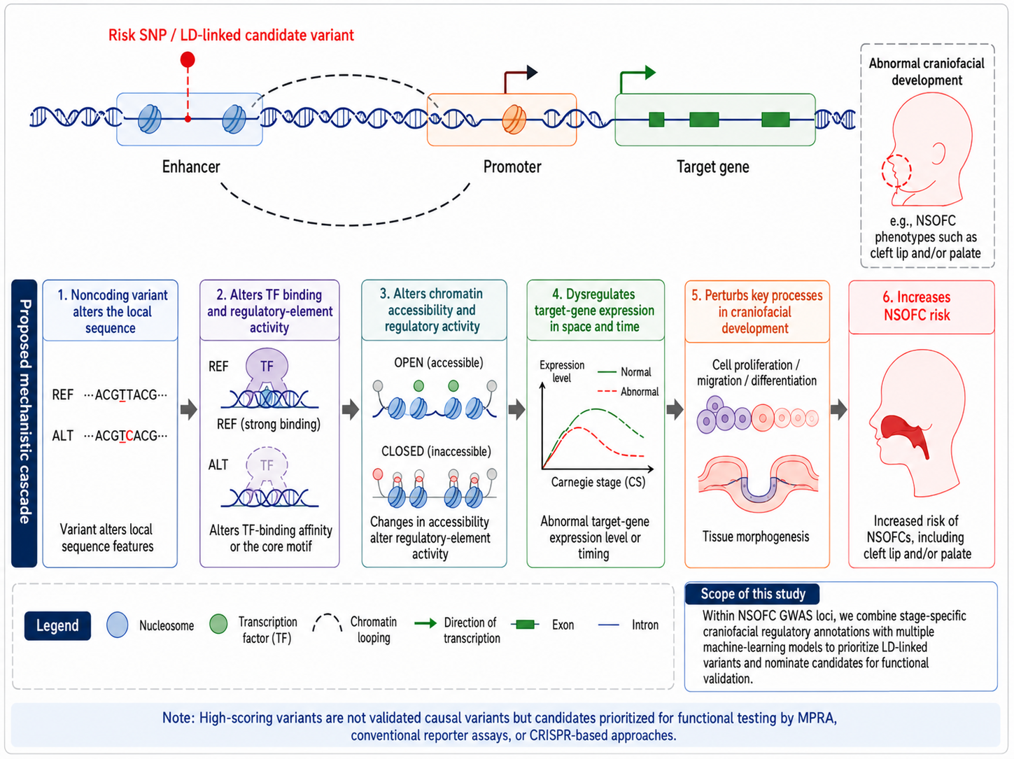 English redrawn NSOFC GWAS regulatory-variant mechanism-chain figure